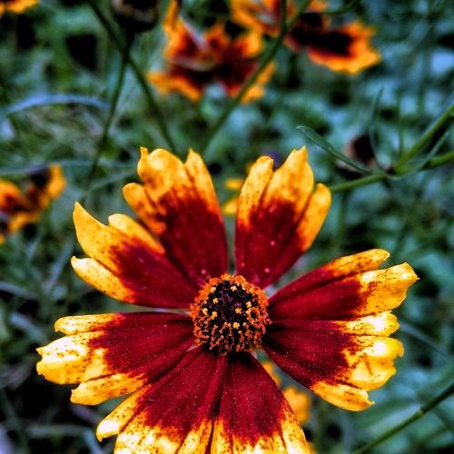 Coreopsis basalis