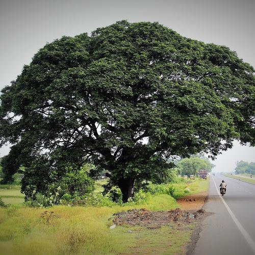 Photo #4782541