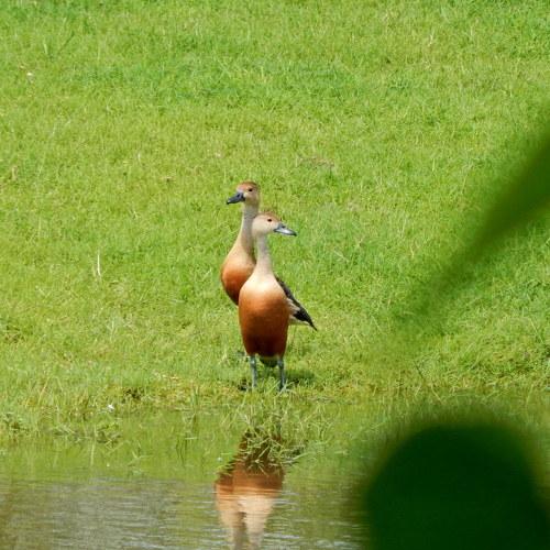 Photo #4782584