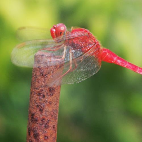 Red Dragonfly