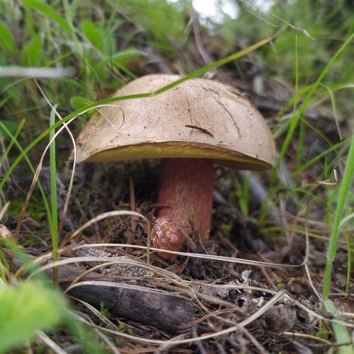 Photo #4783812