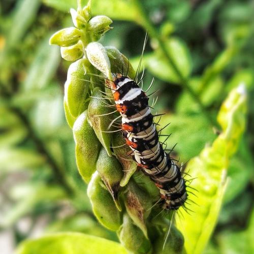 A species of Llarge tree Nymph Butterfly's Caterpillar