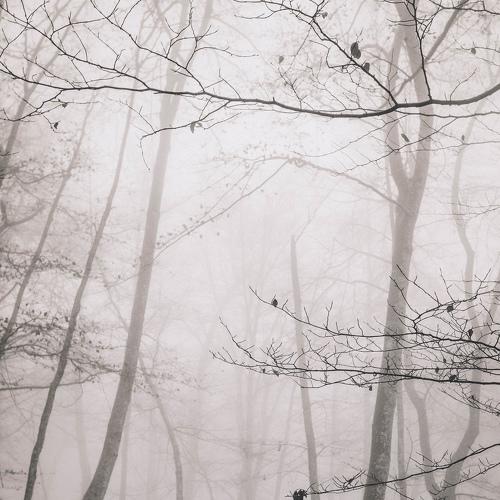 The wooden fog