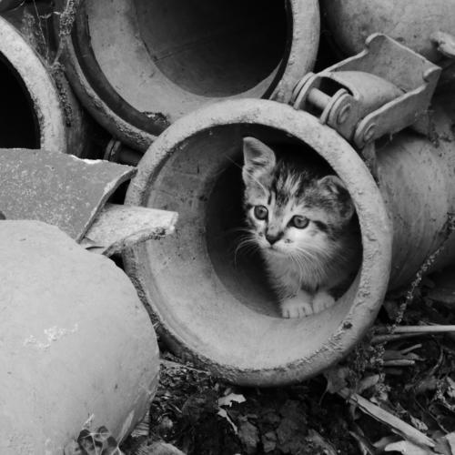 Afraid kitten