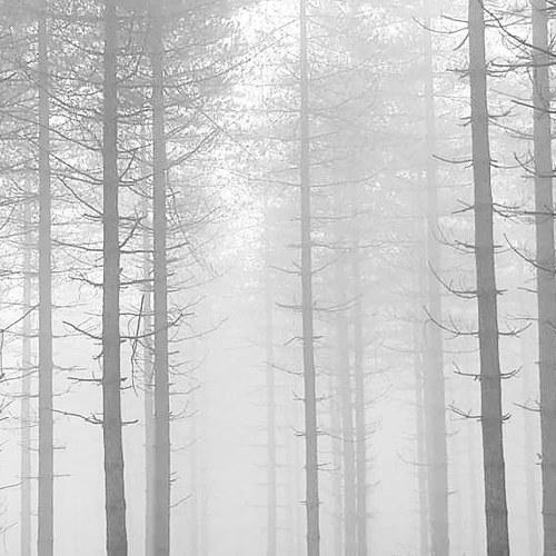 FOGGY TREES