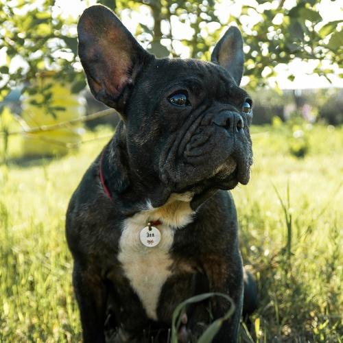 Photo #4784379