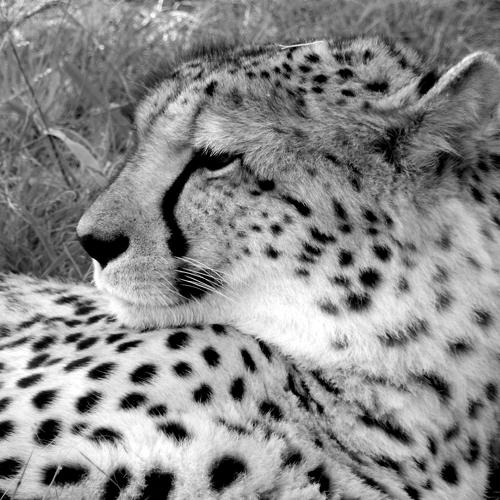 Photo #4784617