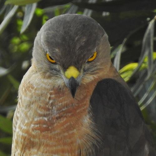 Shikra