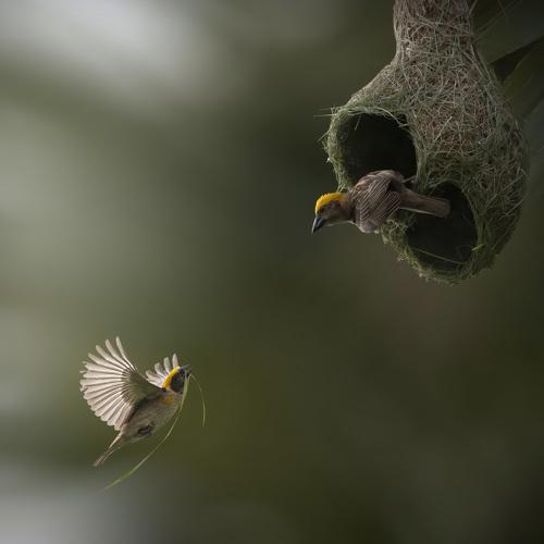 Baya Weavers