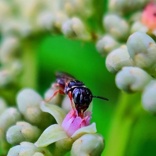 Honey bee