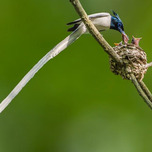 Photo #4785277