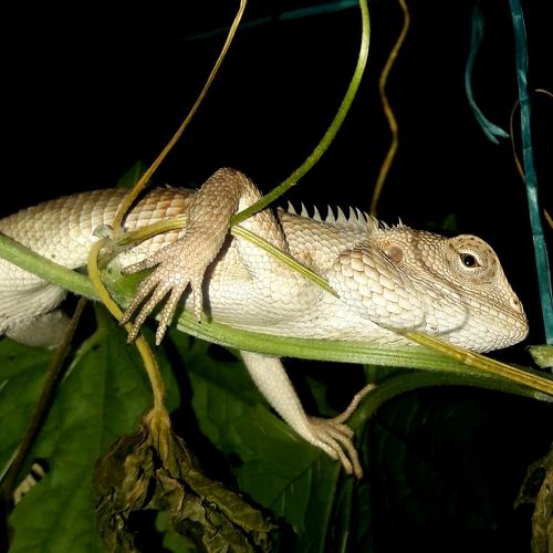 The Chameleon