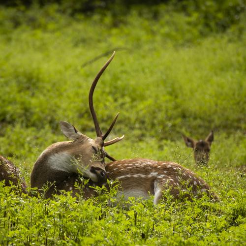 Sleeper sell chital