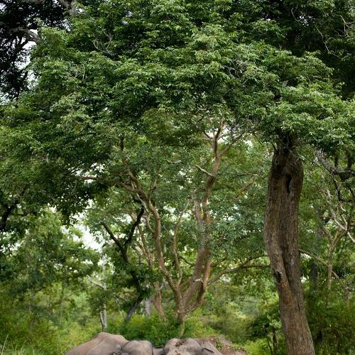 Secret language of Elephants