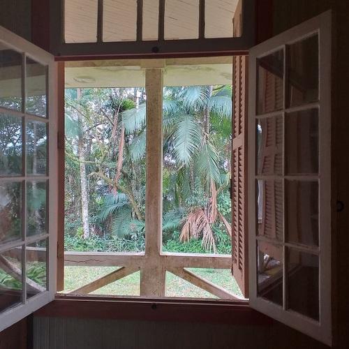 Atlantic Forest Window