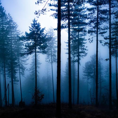 Photo #4786729
