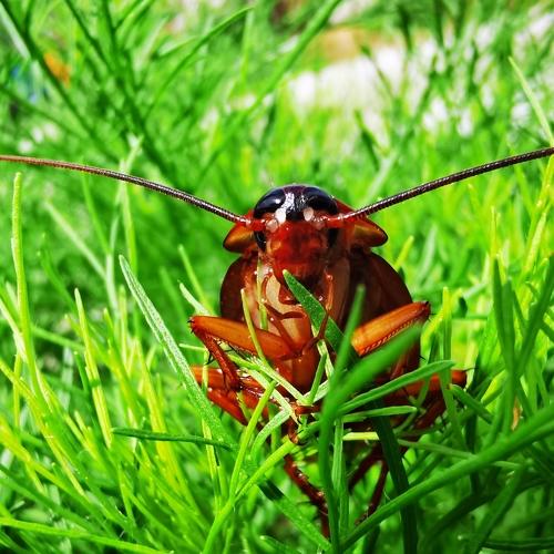 Photo #4786949