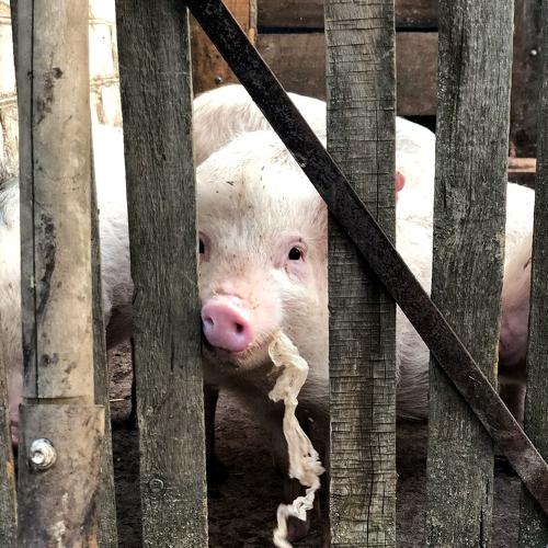 Photo #4787083