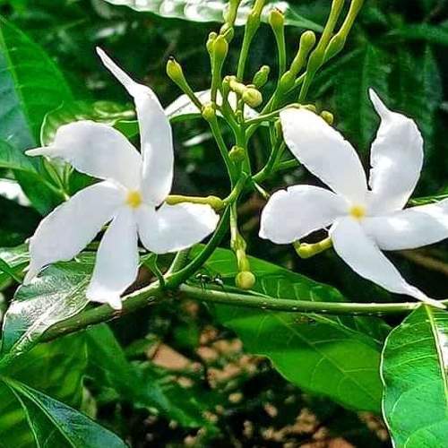 Photo #4787191