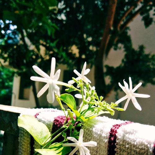 White flowers