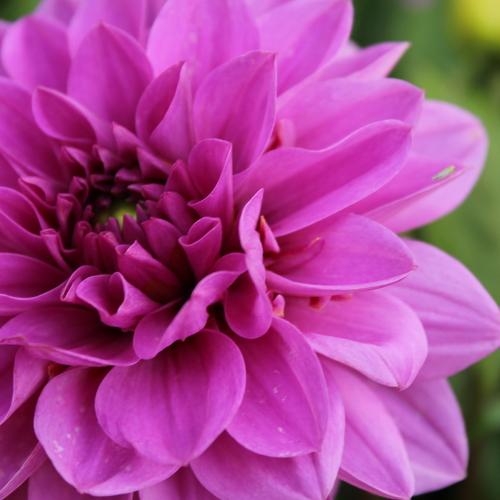 Photo #4788086