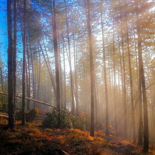 Photo #4788417