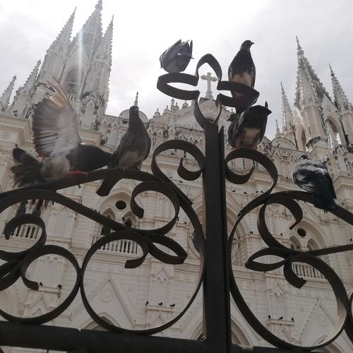 Palomas en Catedral 2