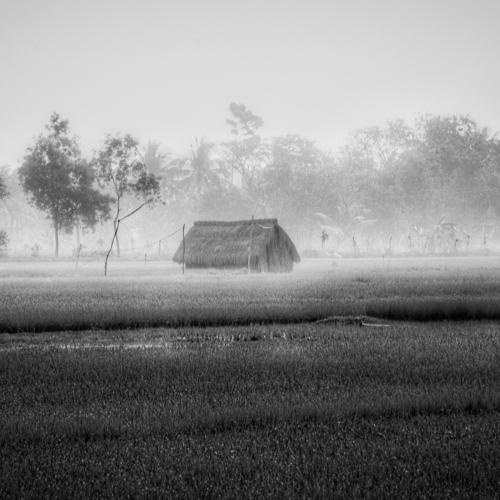 Morning view of farmland.
