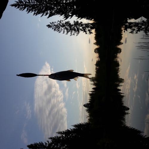 Photo #4790931