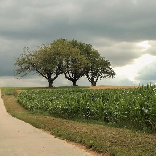 Three trees