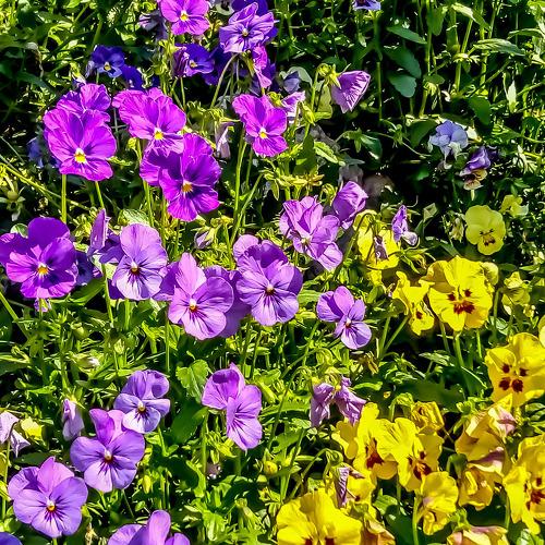 YELLOW AND PURPLE FLOWERS