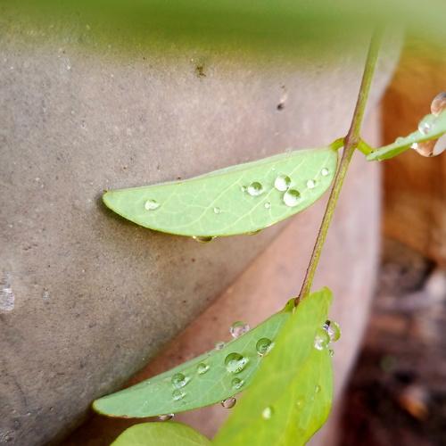 Rain drops