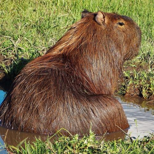 Photo #4792730