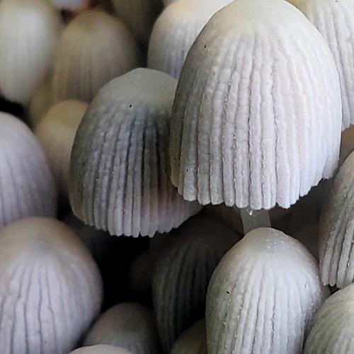 Photo #4792921