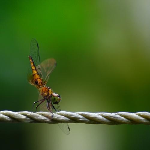 Photo #4793837