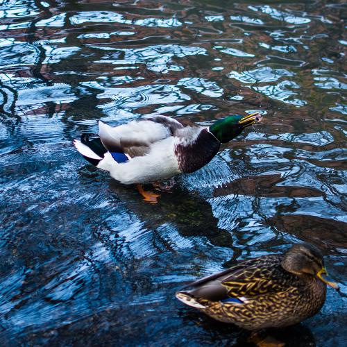 Photo #4794092