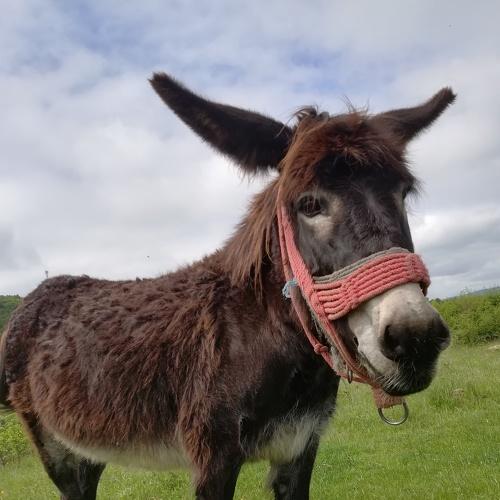 Photo #4794369