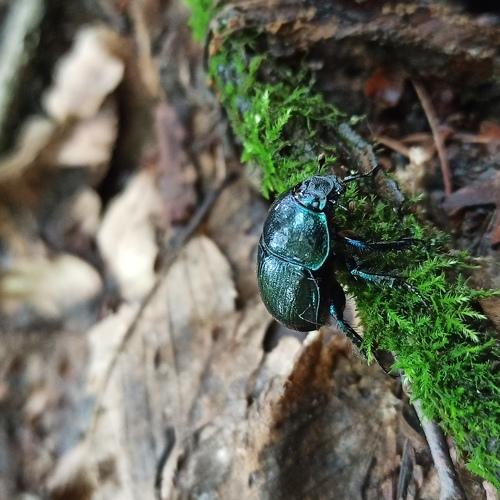 Green bug