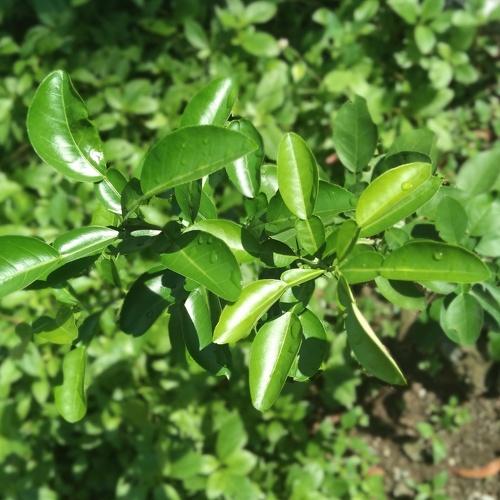 GRAPEFRUIT PLANT