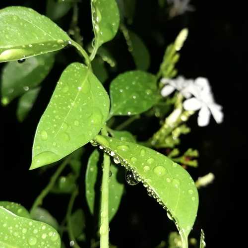 Photo #4796294