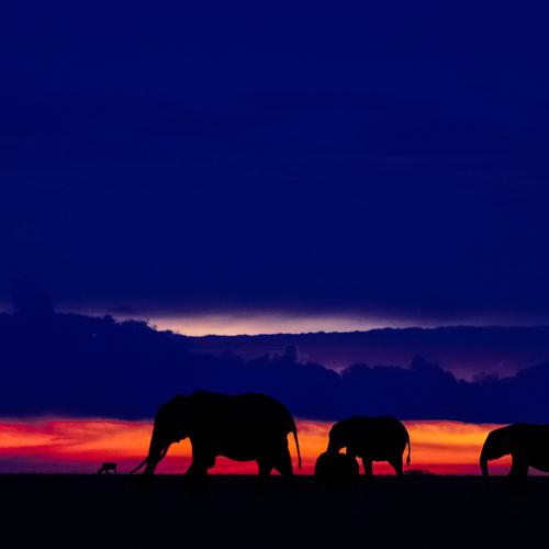 Photo #4796326