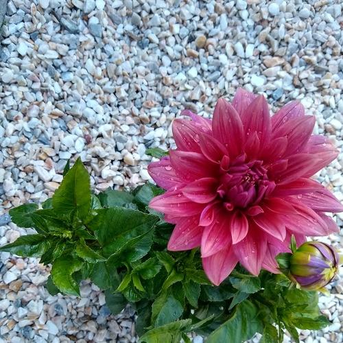 Princess Dahlia