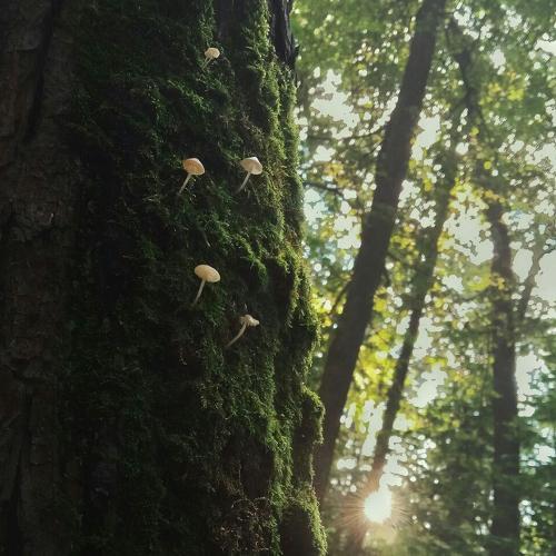Photo #4797249