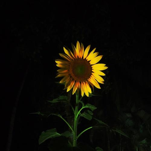 Photo #4797477