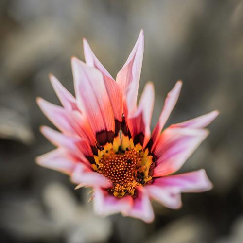 Photo #4797641