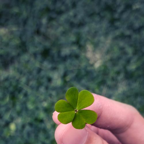Photo #4797937