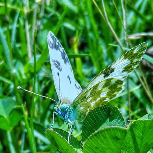 Bath white butterfly