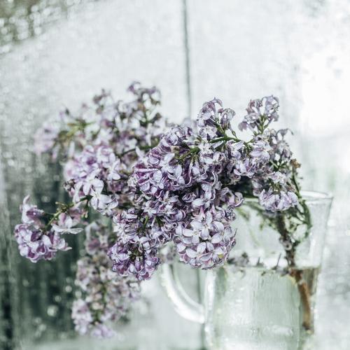 Photo #4799176