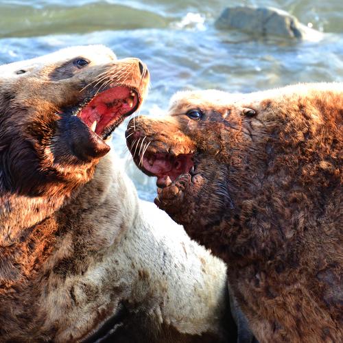 Photo #4799749