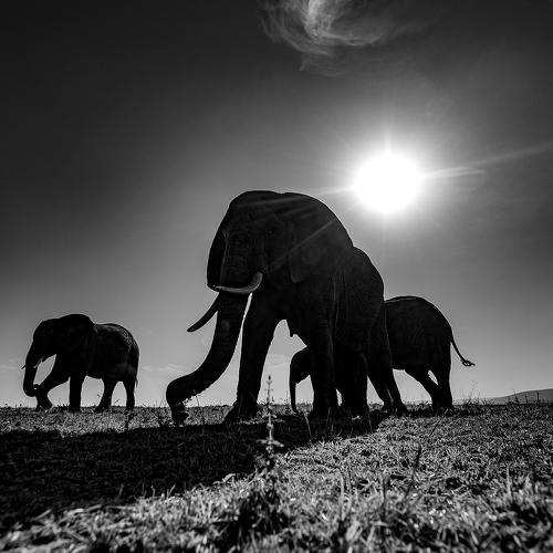 The Fading Shadows